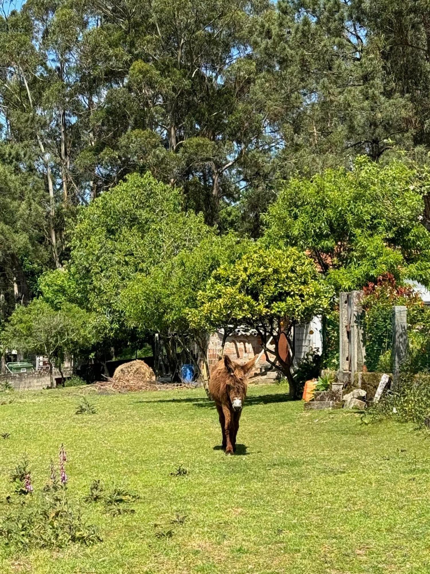 Quintinha Do Martins Διαμέρισμα Reboreda Εξωτερικό φωτογραφία